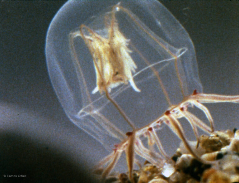 A Small Hydromedusa: Polyorchis Haplus
